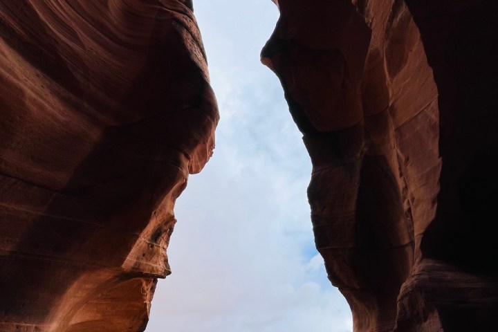 a close up of a horse
